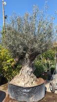 Olea Europaea Olive Bonsai