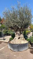 Olea Europaea Olive Bonsai