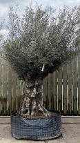 Olea Europaea Olive Bonsai