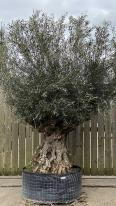 Olea Europaea Olive Bonsai