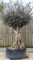 Olea Europaea Olive Bonsai