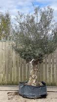 Olea Europaea Olive Bonsai
