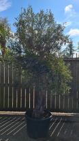 Olea Europaea Olive Bonsai
