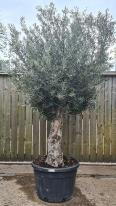 Olea Europaea Olive Bonsai