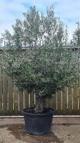 Olea Europaea Olive Bonsai