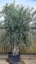 Olea Europaea Olive Bonsai