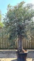 Gnarled ancient Olive trees, mature sized trees with bonsai trained crown, UK delivery