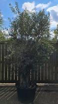 Olea Europaea Olive Bonsai