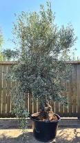 Bonsai Garden Olive Tree, Large mature Olive buy online UK