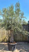 Mature bonsai trained Olive Trees buy UK