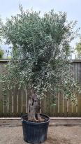 Olea Europaea Olive Bonsai