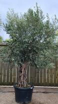 Olea Europaea Olive Bonsai
