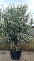 Olea Europaea Olive Bonsai