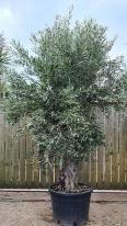 Olea Europaea Olive Bonsai
