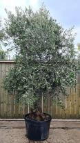 Olea Europaea Olive Bonsai