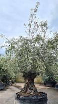 Mature gnarled olive trees - specimen trees for sale online with UK delivery
