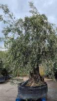 Specimen Olive trees, huge gnarled trunks and bonsai shaped crown, you buy the tree in the image online, delivery UK