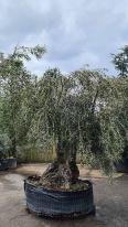 Unique mature Olive tree for sale online UK delivery
