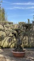 Olea Europaea Pom Pom Olive Tree
