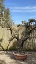 Olea Europaea Pom Pom Olive Tree