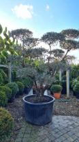 Olea Europaea Pom Pom Olive Tree buy UK