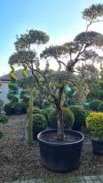 Olea Europaea Pom Pom Olive Tree Buy UK