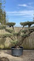 Olea Europaea Pom Pom Olive Tree