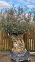 Mature Olive tree with gnarled trunk for sale online UK