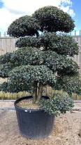 Osmanthus Cloud Tree