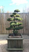 Pinus Pentaphylla Bonsai Cloud Tree, expertly shaped and easy to maintain, this exact tree for sale online with UK delivery.