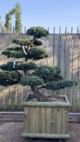 Pinus Pentaphylla Cloud Tree