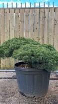 Pinus Pentaphylla Cloud Tree