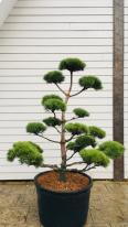 Pinus Sylvestris Norske Type Cloud Tree Bonsai Shaped trees for sale UK