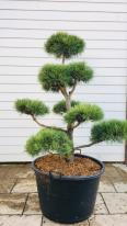 Pinus Sylvestris Norske Type Cloud Tree Bonsai Buy UK