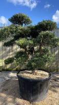 Podocarpus Cloud Tree