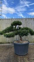 Podocarpus Macrophyllus Cloud Tree