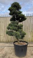 Podocarpus Macrophyllus Cloud Tree