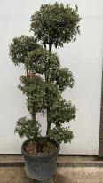 Unique Quercus Ilex Cloud Tree - expertly trained as a Japanese style cloud tree and available for delivery in the UK