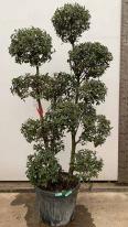 Quercus Ilex Holm Oak Cloud tree - mature expertly trained tree for delivery in UK