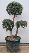 Quercus Suber, Unique Cork Oak Cloud Tree - buy online UK delivery