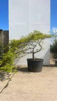 Acer Palmatum Dissectum Viridis Unique Tree For Sale UK