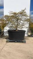 Acer Palmatum Dissectum Viridis Unique Tree For Sale UK 