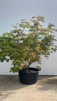 Acer Palmatum Aconitifolium Unique Tree For Sale UK