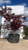 Acer Palmatum Bloodgood Unique Tree For Sale UK