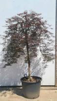 Acer Palmatum Dissectum Inaba Shidare Unique Tree For Sale UK