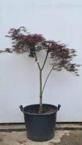 Acer Palmatum Dissectum Inaba Shidare Unique Tree For Sale UK
