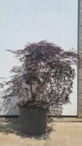 Acer Palmatum Dissectum Inaba Shidare Unique Tree For Sale UK