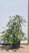 Acer Palmatum Dissectum Viridis Unique Tree For Sale UK