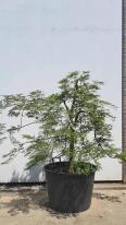 Acer Palmatum Dissectum Viridis Unique Tree For Sale UK