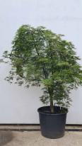 Acer Palmatum Dissectum Viridis Unique Tree For Sale UK